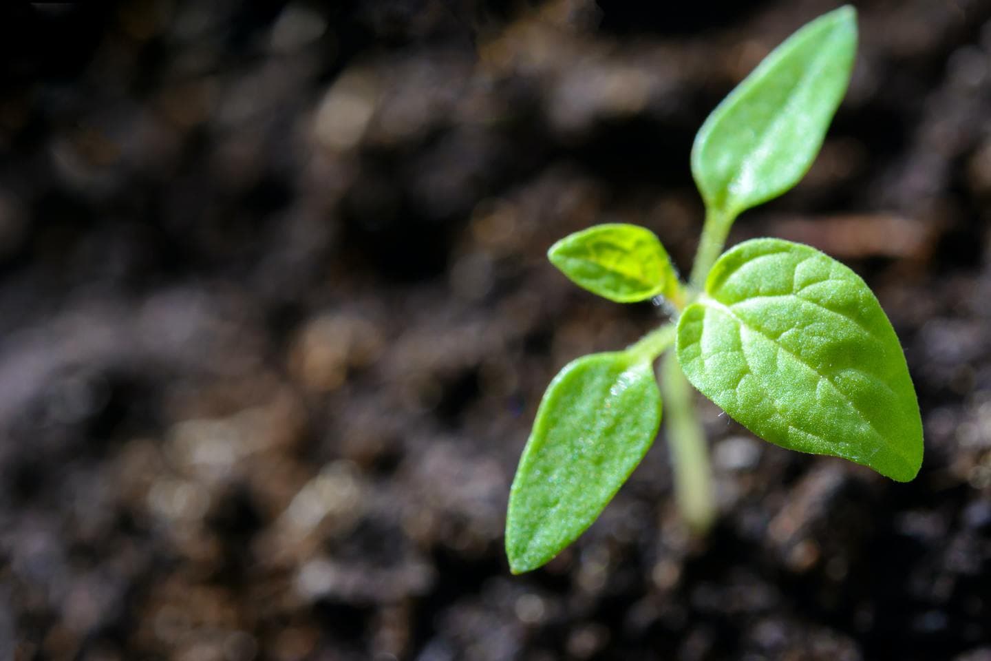 Plant-Based Nutrition for A Healthier Lifestyle