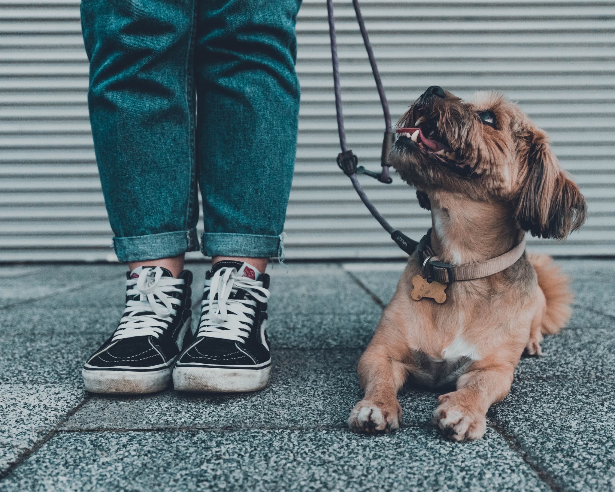 Companion Animals' Impact on Gay Prostate Cancer Patients' Quality of Life