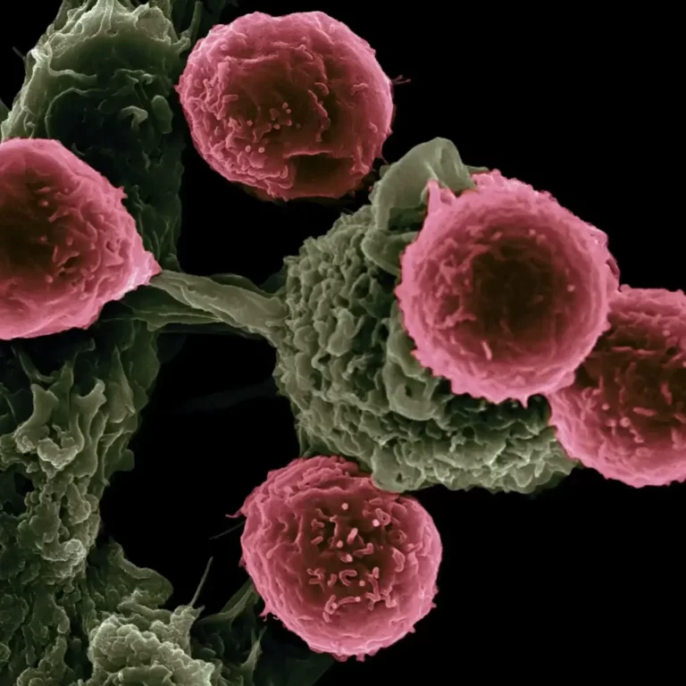How Do Cancer Cells Behave Differently From Healthy Ones?