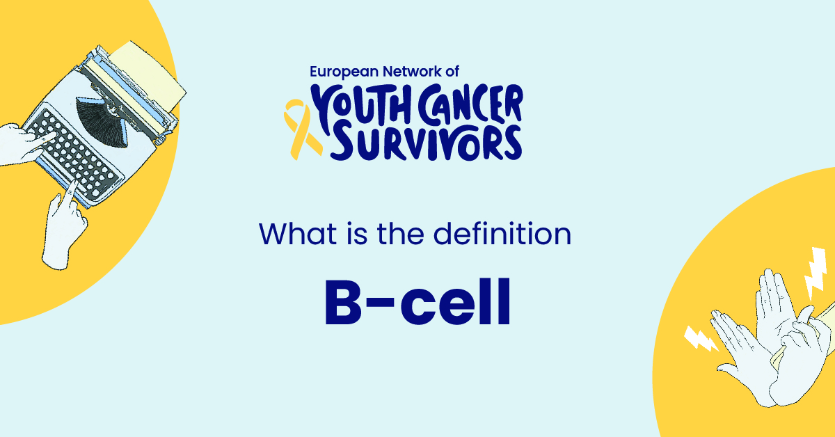 what is b-cell?