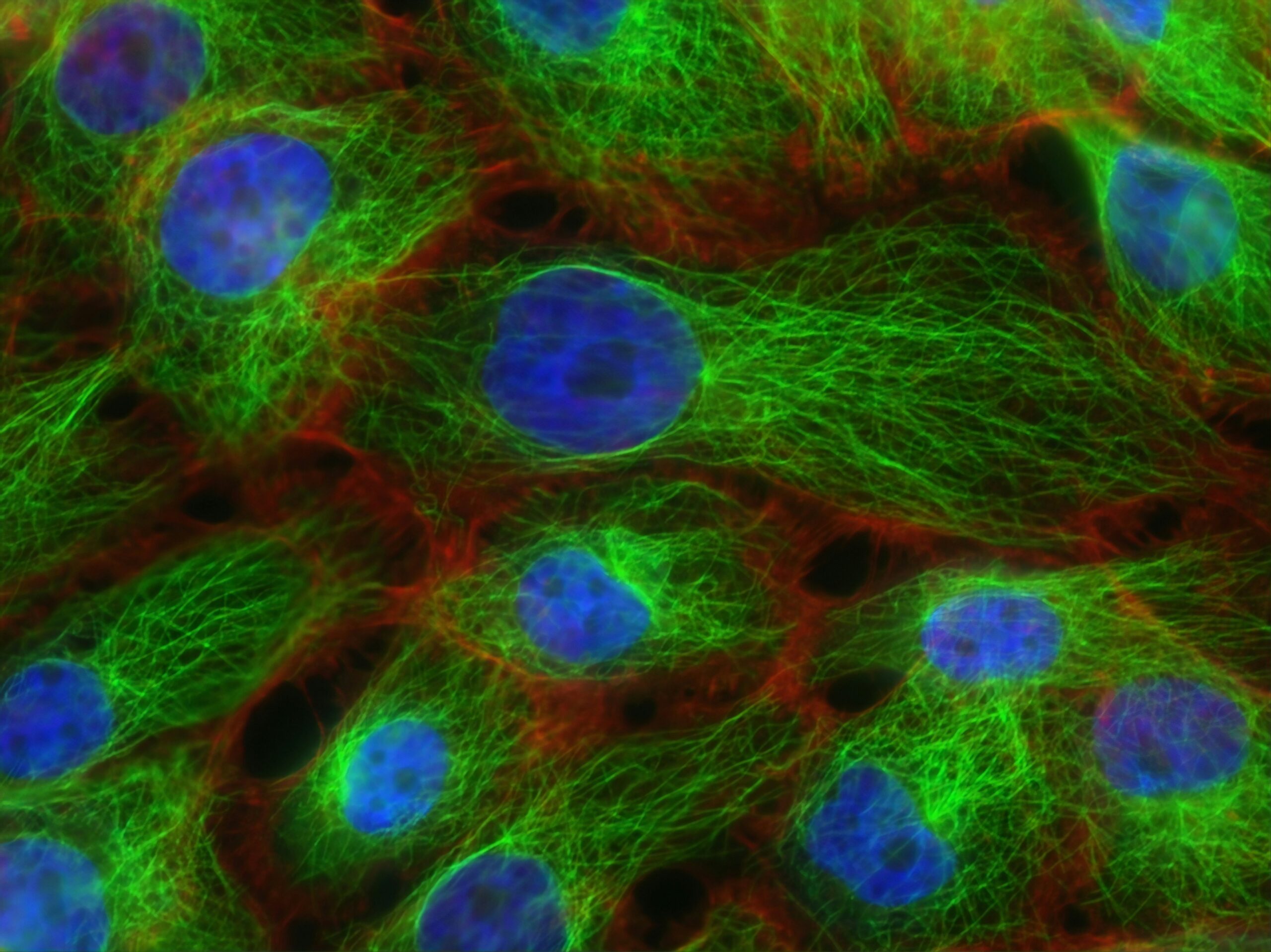 what stops cancer cells from growing